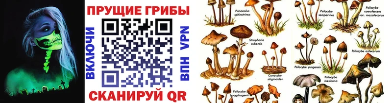 закладка  Иноземцево  Псилоцибиновые грибы Cubensis 